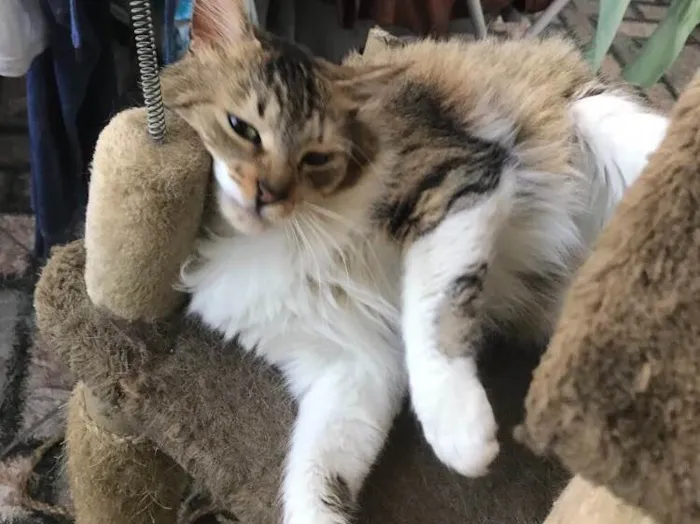 Gato ra a Vira latinha  idade 2 anos nome Lunna