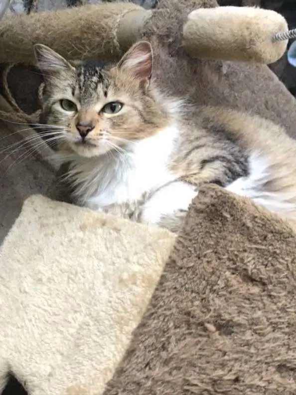 Gato ra a Vira latinha  idade 2 anos nome Lunna