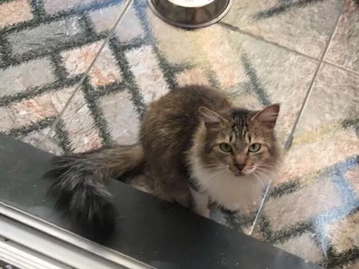 Gato ra a Vira latinha  idade 2 anos nome Lunna