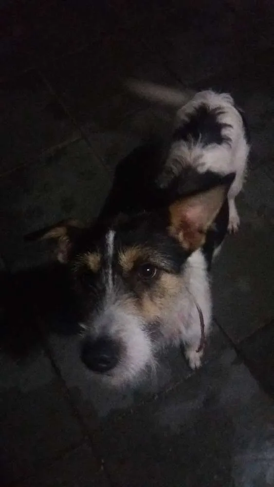 Cachorro ra a Bora lata idade 2 anos nome Luna
