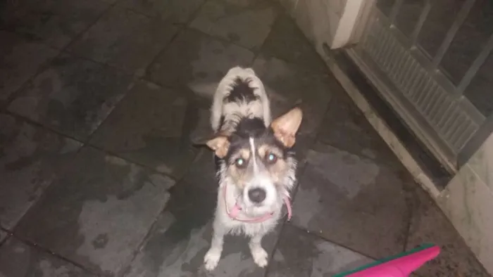 Cachorro ra a Bora lata idade 2 anos nome Luna