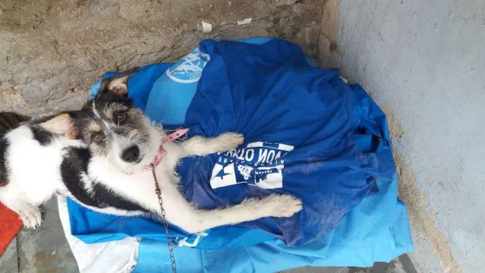 Cachorro ra a Bora lata idade 2 anos nome Luna