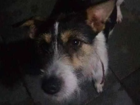 Cachorro ra a Bora lata idade 2 anos nome Luna