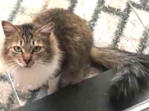Gato raça Vira latinha  idade 2 anos nome Lunna