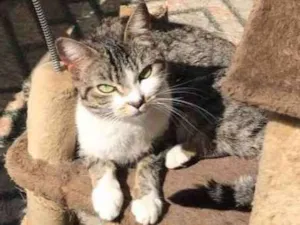 Gato raça Vira latinha  idade 3 anos nome Mel 