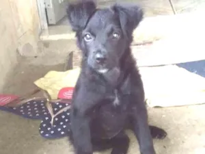 Cachorro raça Vira-lata idade 2 a 6 meses nome Amora