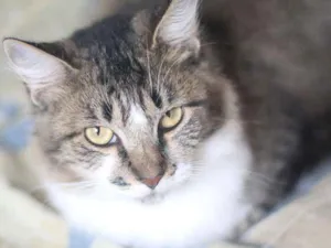 Gato raça  idade 2 anos nome Beatrice