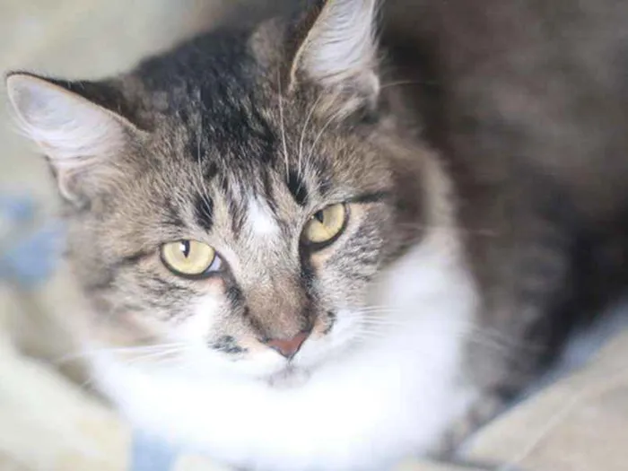 Gato ra a  idade 2 anos nome Beatrice
