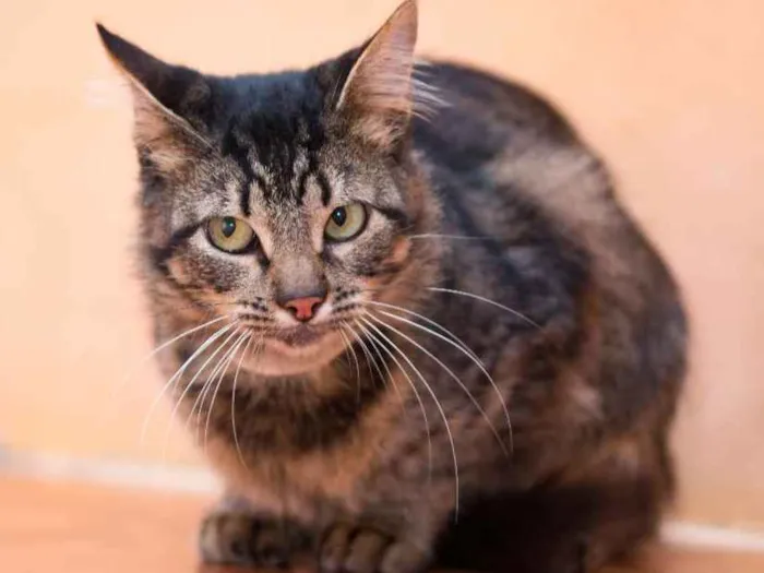 Gato ra a SRD idade 2 anos nome Antonella