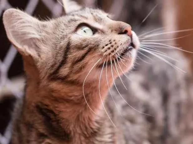 Gato ra a  idade 1 ano nome Miá
