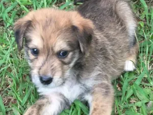 Cachorro raça SRD idade 2 a 6 meses nome Batata