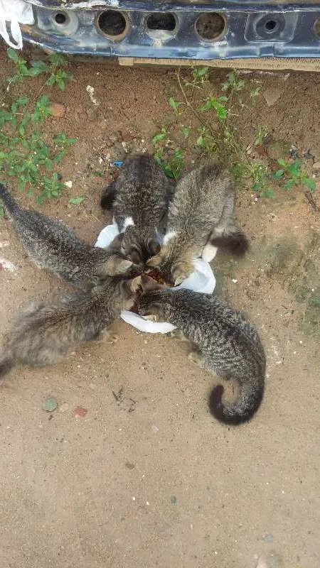 Gato ra a  idade Abaixo de 2 meses nome Sem nome