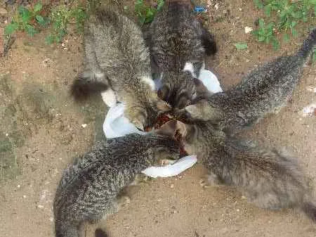 Gato ra a  idade Abaixo de 2 meses nome Sem nome