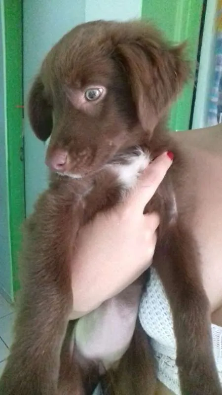 Cachorro ra a SRD idade 2 a 6 meses nome Sem nome