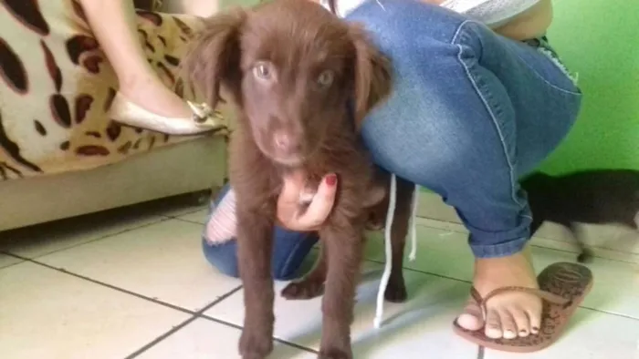 Cachorro ra a SRD idade 2 a 6 meses nome Sem nome