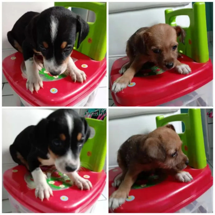 Cachorro ra a Mistura fox paulistinha (mãe) idade 2 a 6 meses nome Sem nome