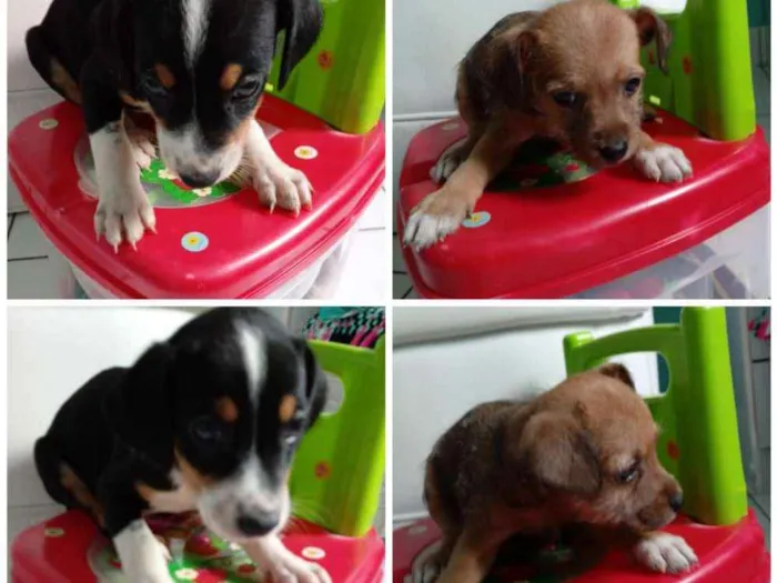 Cachorro ra a Mistura fox paulistinha (mãe) idade 2 a 6 meses nome Sem nome