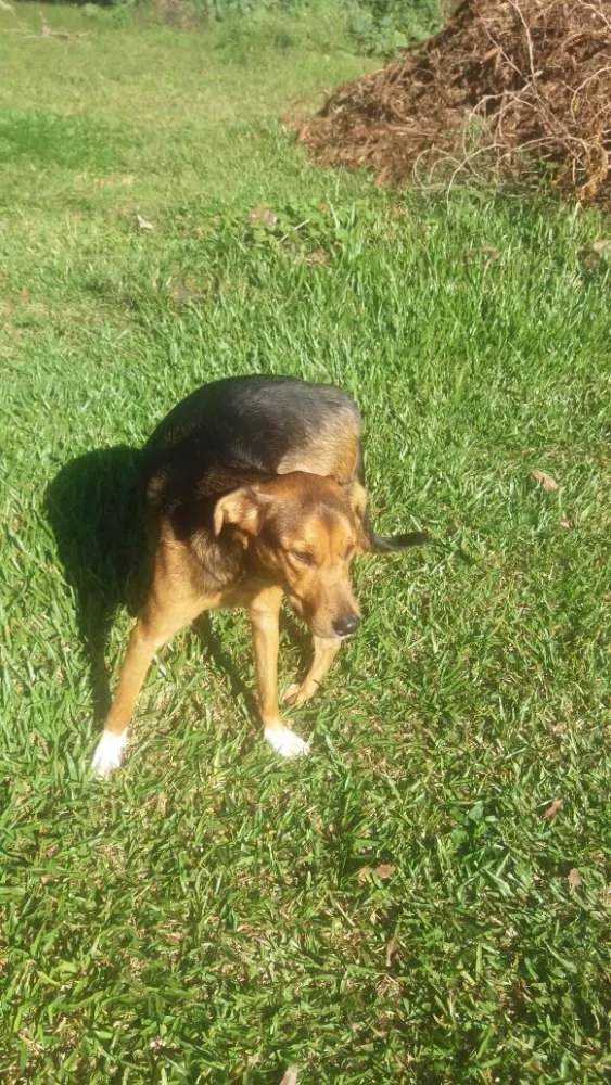 Cachorro ra a SRD idade 1 ano nome Bento