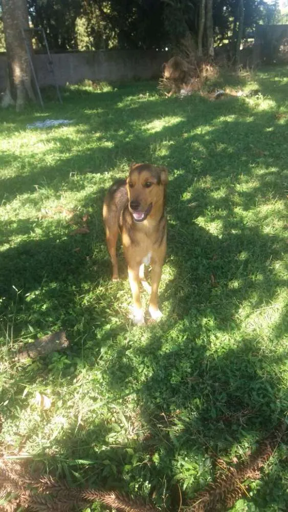 Cachorro ra a SRD idade 1 ano nome Bento