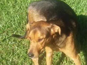 Cachorro ra a SRD idade 1 ano nome Bento
