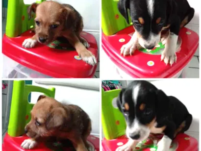 Cachorro raça Mistura fox paulistinha (mãe) idade 2 a 6 meses nome Sem nome
