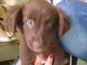 Cachorro raça SRD idade 2 a 6 meses nome Sem nome