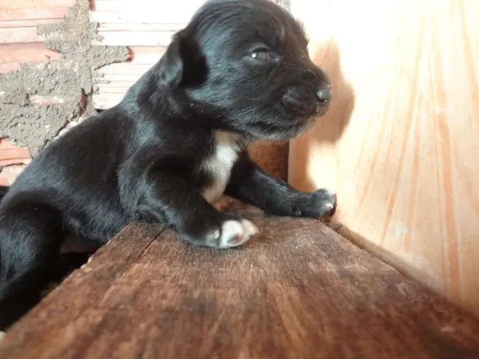 Cachorro ra a Acredito que seja Vira Lata idade Abaixo de 2 meses nome Não possuem nomes
