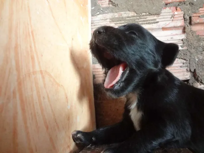 Cachorro ra a Acredito que seja Vira Lata idade Abaixo de 2 meses nome Não possuem nomes