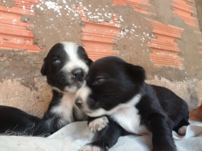 Cachorro ra a Acredito que seja Vira Lata idade Abaixo de 2 meses nome Não possuem nomes