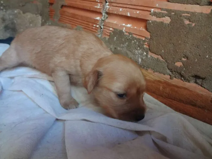 Cachorro ra a Acredito que seja Vira Lata idade Abaixo de 2 meses nome Não possuem nomes