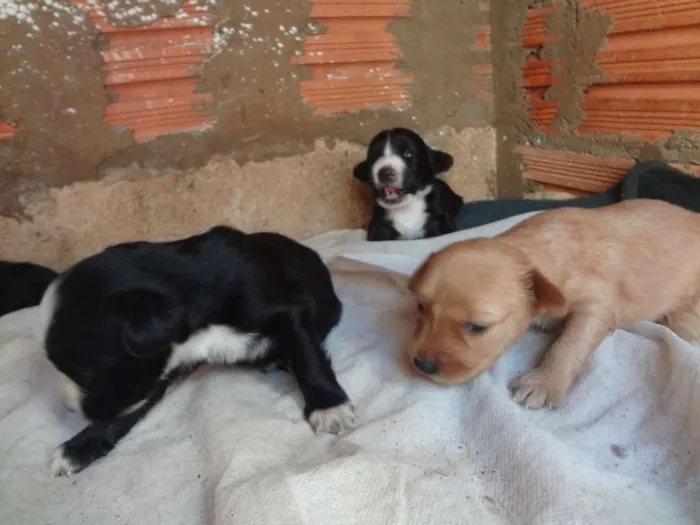 Cachorro ra a Acredito que seja Vira Lata idade Abaixo de 2 meses nome Não possuem nomes