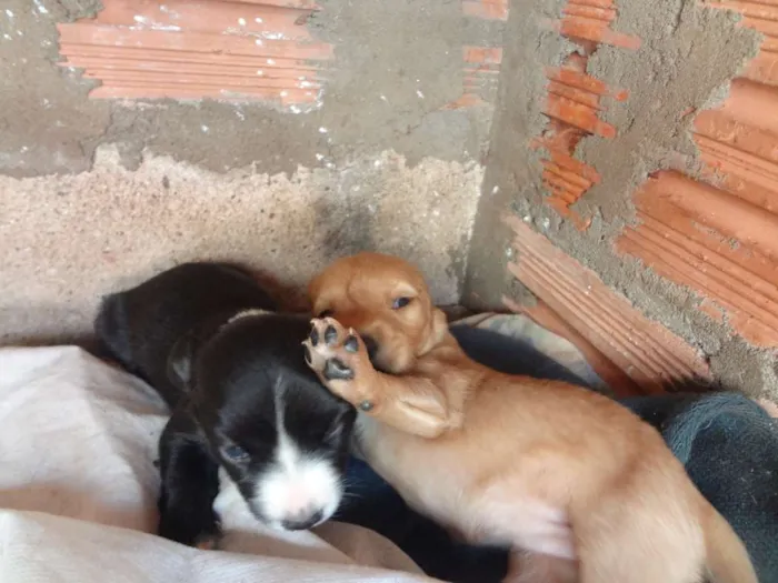 Cachorro ra a Acredito que seja Vira Lata idade Abaixo de 2 meses nome Não possuem nomes