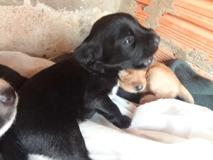 Cachorro ra a Acredito que seja Vira Lata idade Abaixo de 2 meses nome Não possuem nomes