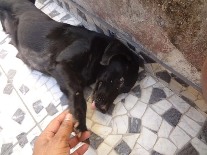 Cachorro ra a Acredito que seja Vira Lata idade Abaixo de 2 meses nome Não possuem nomes