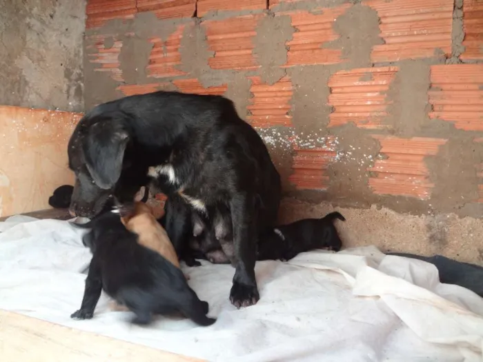 Cachorro ra a Acredito que seja Vira Lata idade Abaixo de 2 meses nome Não possuem nomes