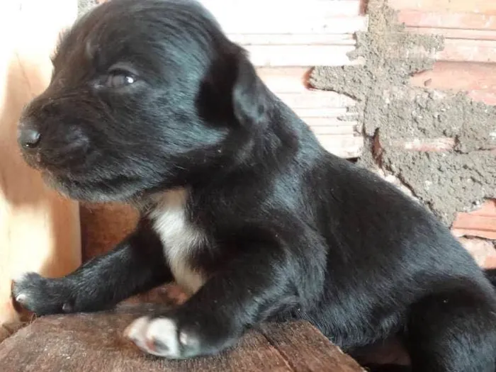Cachorro ra a Acredito que seja Vira Lata idade Abaixo de 2 meses nome Não possuem nomes