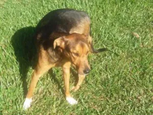 Cachorro raça SRD idade 1 ano nome Bento