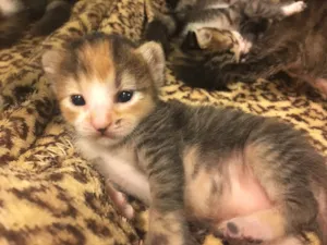 Gato raça SRD idade Abaixo de 2 meses nome Fada