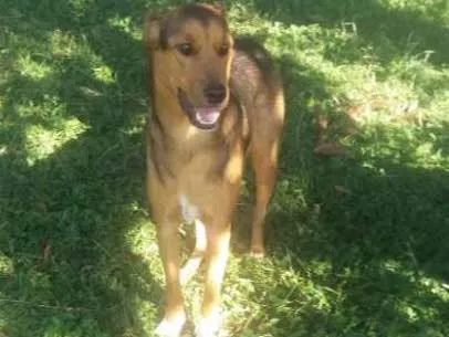 Cachorro ra a SRD idade 1 ano nome Bento