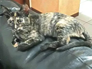 Gato raça Indefinida idade 2 a 6 meses nome Rute