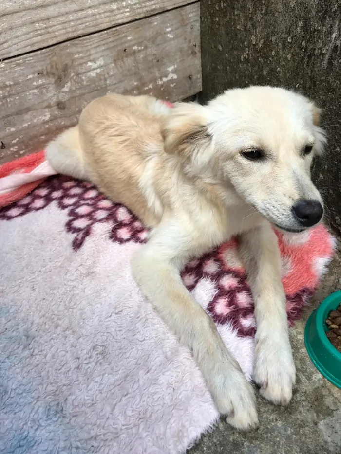 Cachorro ra a Desconheço  idade 7 a 11 meses nome Laica 