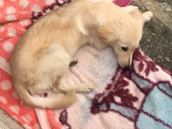 Cachorro ra a Desconheço  idade 7 a 11 meses nome Laica 