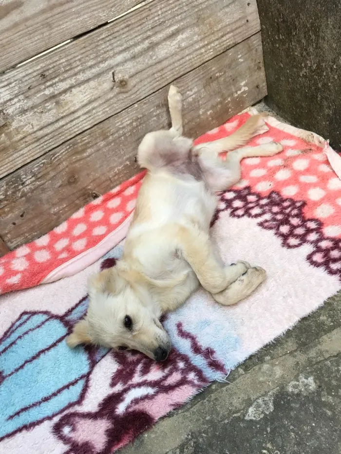 Cachorro ra a Desconheço  idade 7 a 11 meses nome Laica 