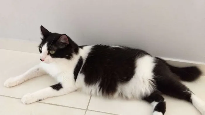 Gato ra a Sdr idade 1 ano nome Chica