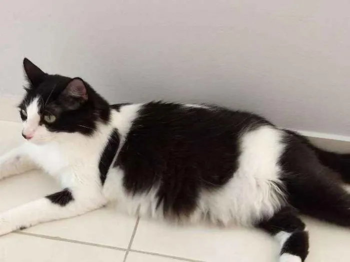 Gato ra a Sdr idade 1 ano nome Chica