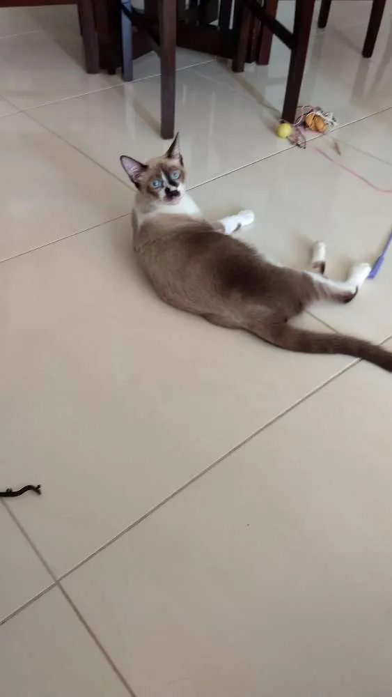 Gato ra a Sialata idade 2 a 6 meses nome Benito