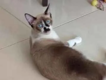 Gato ra a Sialata idade 2 a 6 meses nome Benito
