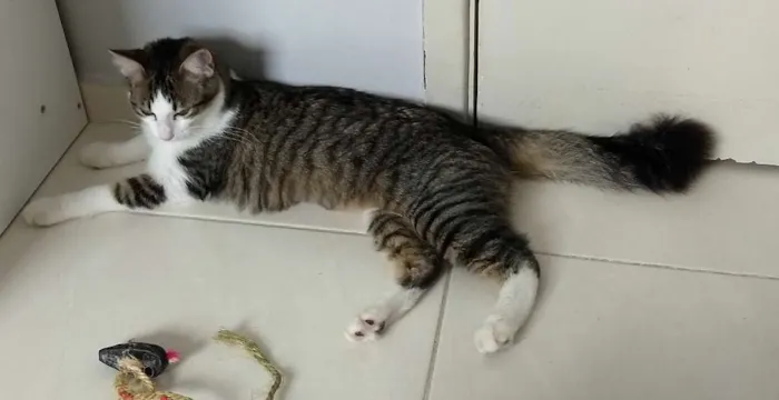 Gato ra a Sdr idade 2 a 6 meses nome Ludmila