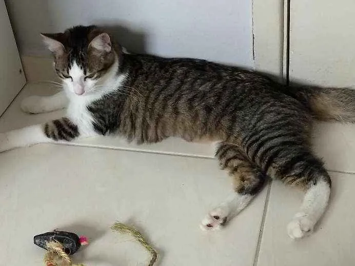 Gato ra a Sdr idade 2 a 6 meses nome Ludmila