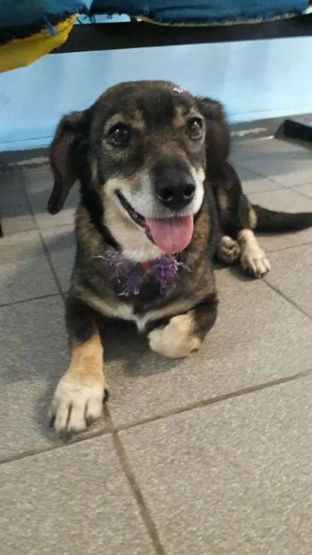 Cachorro ra a srd idade 4 anos nome mayara